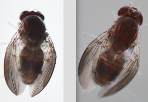 Stegana sp.